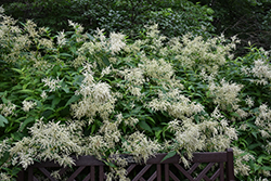 White Fleeceflower (Persicaria polymorpha) at Canadale Nurseries