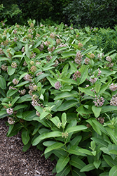 Common Milkweed (Asclepias syriaca) at Canadale Nurseries