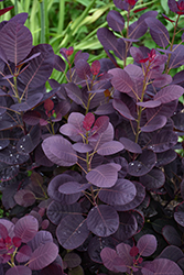 Royal Purple Smokebush (Cotinus coggygria 'Royal Purple') at Canadale Nurseries
