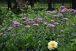 Joe Pye Weed (Eupatorium maculatum) at Canadale Nurseries