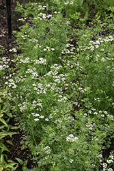 Santo Cilantro (Coriandrum sativum 'Santo') at Canadale Nurseries