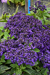 Marine Heliotrope (Heliotropium arborescens 'Marine') at Canadale Nurseries