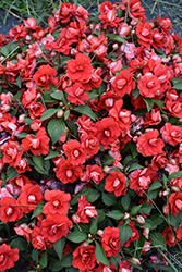 Rockapulco Red Impatiens (Impatiens 'BALFIESALED') at Canadale Nurseries