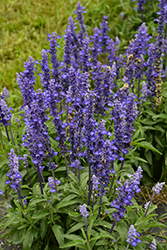Unplugged So Blue Salvia (Salvia farinacea 'G14251') at Canadale Nurseries