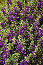 Angelface Blue Angelonia (Angelonia angustifolia 'ANBLU140') at Canadale Nurseries