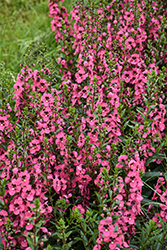 Angelface Perfectly Pink Angelonia (Angelonia angustifolia 'Balang15434') at Canadale Nurseries