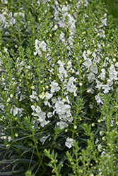 Angelface White Angelonia (Angelonia angustifolia 'Anwhitim') at Canadale Nurseries