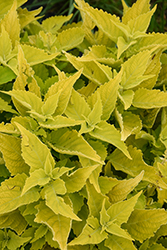 ColorBlaze Lime Time Coleus (Solenostemon scutellarioides 'Lime Time') at Canadale Nurseries