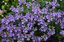 Bluebird Nemesia (Nemesia 'Bluebird') at Canadale Nurseries