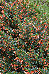 Vermillionaire Large Firecracker Plant (Cuphea 'Vermillionaire') at Canadale Nurseries