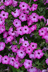 Supertunia Tiara Pink Petunia (Petunia 'PEHY0083') at Canadale Nurseries