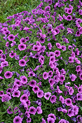 Supertunia Mini Vista Plum Veined Petunia (Petunia 'WGPETSMVPV25') at Canadale Nurseries