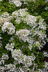 Pee Gee Hydrangea (Hydrangea paniculata 'Grandiflora') at Canadale Nurseries