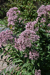 Joe Pye Weed (Eupatorium maculatum) at Canadale Nurseries