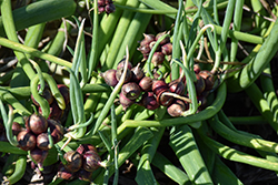 Shallot (Allium cepa var. aggregatum) at Canadale Nurseries