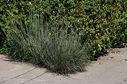 Little Bluestem (Schizachyrium scoparium) at Canadale Nurseries