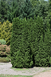 Dark Green Arborvitae (Thuja occidentalis 'Nigra') at Canadale Nurseries