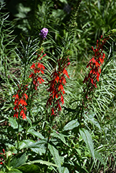 Cardinal Flower (Lobelia cardinalis) at Canadale Nurseries
