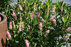Ruby Spice Summersweet (Clethra alnifolia 'Ruby Spice') at Canadale Nurseries