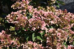 Early Evolution Hydrangea (Hydrangea paniculata 'AJ14') at Canadale Nurseries
