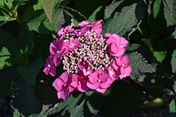 Tuff Stuff Top Fun Hydrangea (Hydrangea serrata 'SMNHSG') at Canadale Nurseries