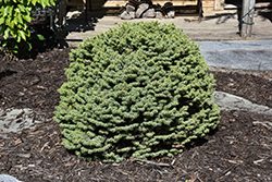 Dwarf Serbian Spruce (Picea omorika 'Nana') at Canadale Nurseries