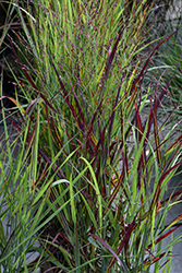 Shenandoah Reed Switch Grass (Panicum virgatum 'Shenandoah') at Canadale Nurseries