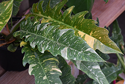 Ring of Fire Philodendron (Philodendron 'Ring of Fire') at Canadale Nurseries