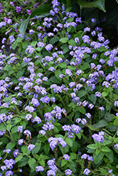 Augusta Lavender Heliotrope (Heliotropium arborescens 'WNHPAULAV') at Canadale Nurseries