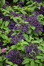 Aromagica Purple Heliotrope (Heliotropium arborescens 'INHELAROPU') at Canadale Nurseries