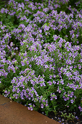 Bluebird Nemesia (Nemesia 'Bluebird') at Canadale Nurseries