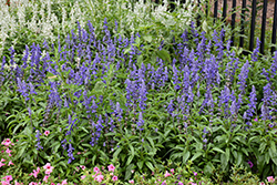 Unplugged So Blue Salvia (Salvia farinacea 'G14251') at Canadale Nurseries