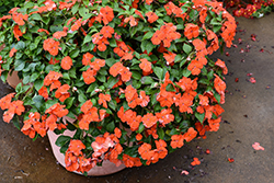 Beacon Orange Impatiens (Impatiens walleriana 'PAS1377331') at Canadale Nurseries