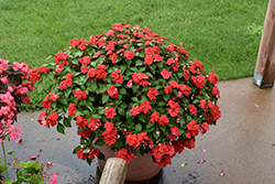 Beacon Bright Red Impatiens (Impatiens walleriana 'PAS1413665') at Canadale Nurseries