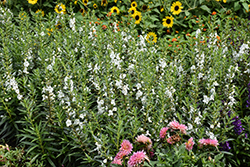 Angelface White Angelonia (Angelonia angustifolia 'Anwhitim') at Canadale Nurseries
