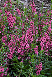 Angelface Perfectly Pink Angelonia (Angelonia angustifolia 'Balang15434') at Canadale Nurseries