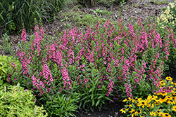 Angelface Perfectly Pink Angelonia (Angelonia angustifolia 'Balang15434') at Canadale Nurseries