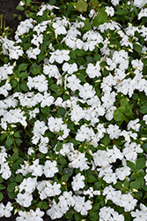 Beacon White Impatiens (Impatiens walleriana 'PAS1357832') at Canadale Nurseries