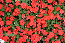 Beacon Bright Red Impatiens (Impatiens walleriana 'PAS1413665') at Canadale Nurseries