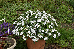 Beacon White Impatiens (Impatiens walleriana 'PAS1357832') at Canadale Nurseries