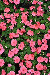 Beacon Coral Impatiens (Impatiens walleriana 'PAS1413664') at Canadale Nurseries
