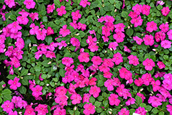 Beacon Violet Shades Impatiens (Impatiens walleriana 'PAS1357834') at Canadale Nurseries