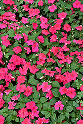 Beacon Lipstick Impatiens (Impatiens walleriana 'PAS1587589') at Canadale Nurseries