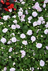 Rockapulco Appleblossom Impatiens (Impatiens 'BALFIEPLOS') at Canadale Nurseries