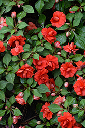 Rockapulco Red Impatiens (Impatiens 'BALFIESALED') at Canadale Nurseries