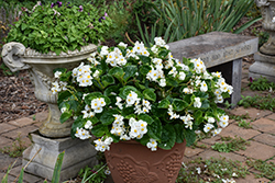 Big White Green Leaf Begonia (Begonia 'Big White Green Leaf') at Canadale Nurseries