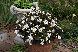Big White Bronze Leaf Begonia (Begonia 'Big White Bronze Leaf') at Canadale Nurseries