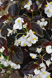 Big White Bronze Leaf Begonia (Begonia 'Big White Bronze Leaf') at Canadale Nurseries