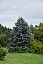 Fat Albert Blue Spruce (Picea pungens 'Fat Albert') at Canadale Nurseries
