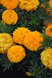Inca II Orange Marigold (Tagetes erecta 'Inca II Orange') at Canadale Nurseries